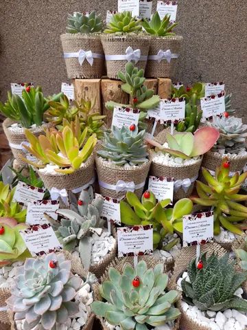 Lembrancinhas de cactos e suculentas  - Foto 5