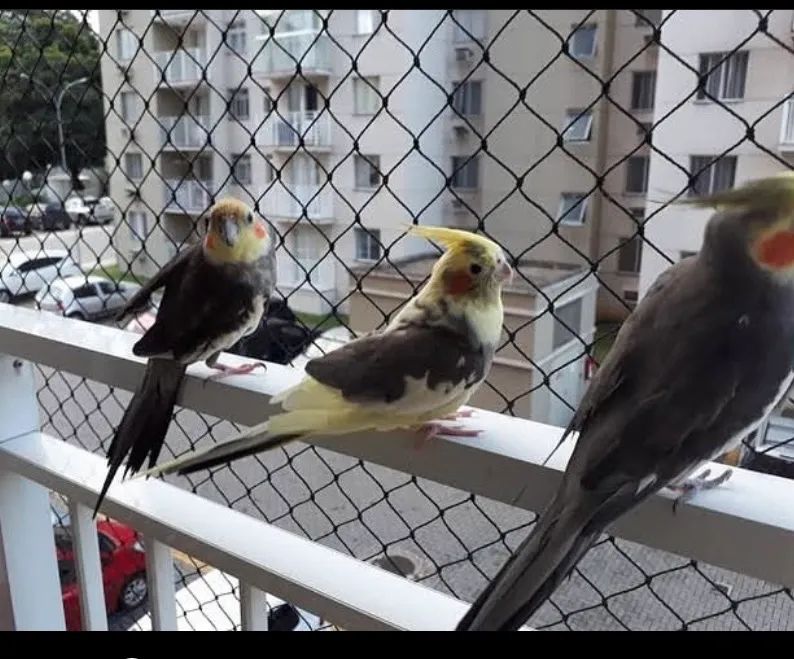 Redes de proteção  - Foto 2