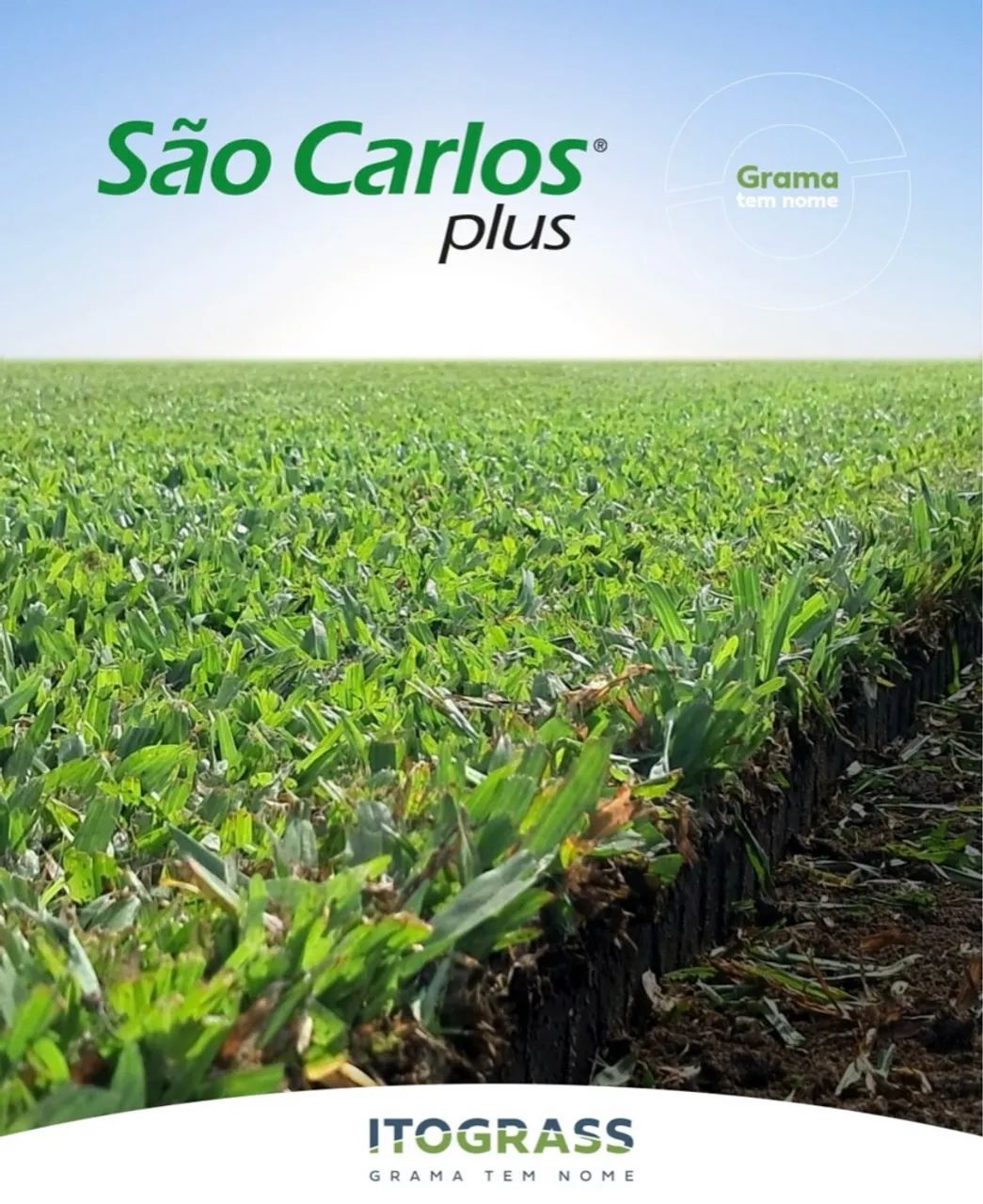 Grama São Carlos - Trans Grama