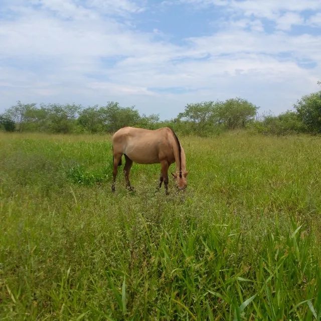 Égua Arrumada Campolina encerrada 8 meses  / Campos dos Goytacazes Rj  - Foto 3