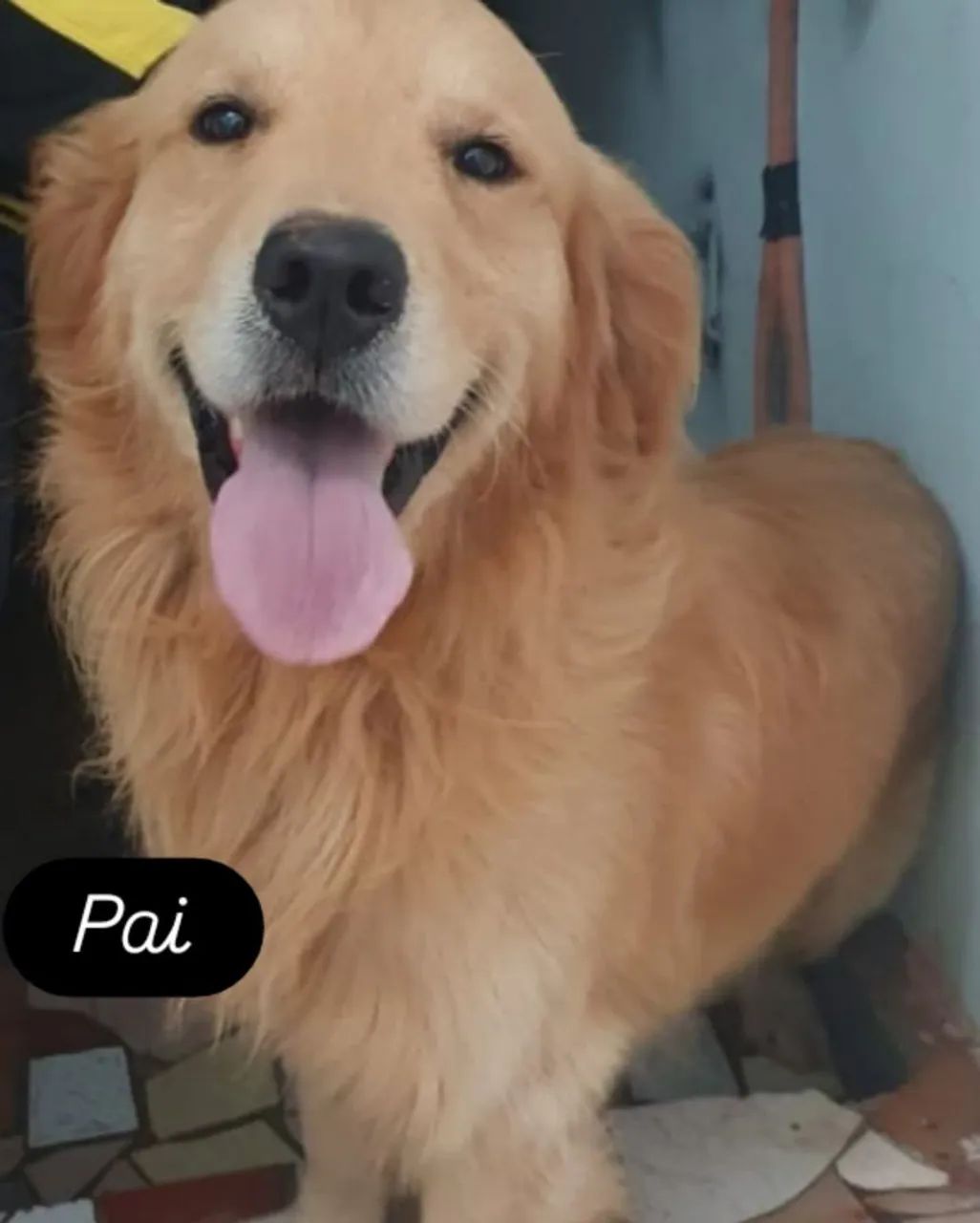 Filhote Golden Retriever - Foto 4