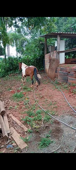 Égua PAMPA CASTANHA, A VENDA.