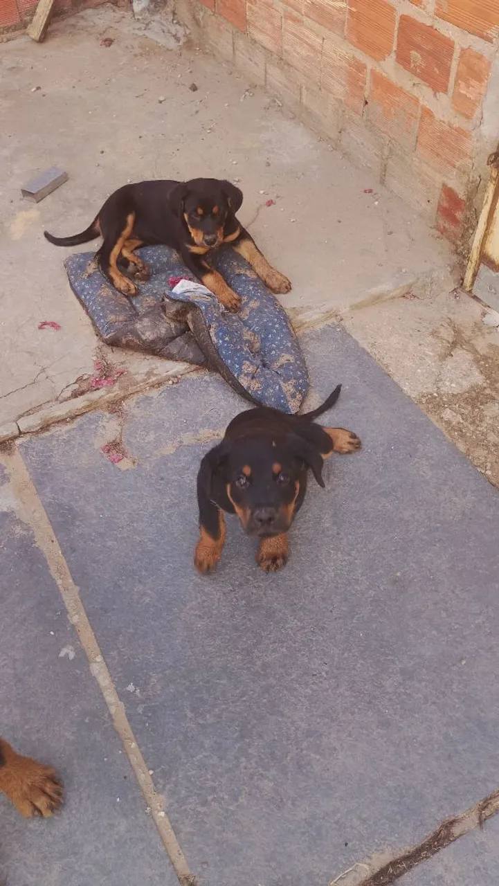 Filhotes de Rottweiler