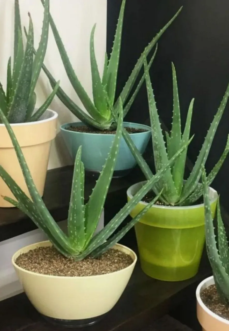 Aloe Vera natural - Planta de interior e exterior