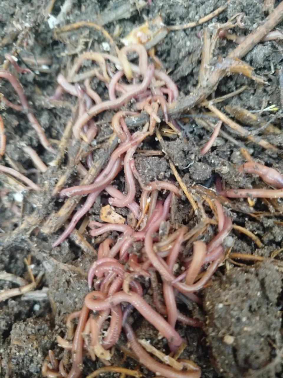 200 Minhocas vermelhas da Califórnia, para compostagem. Não serve para pesca. - Foto 2