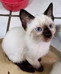 gatinho gatinho o seu bebe de siames esta aqui