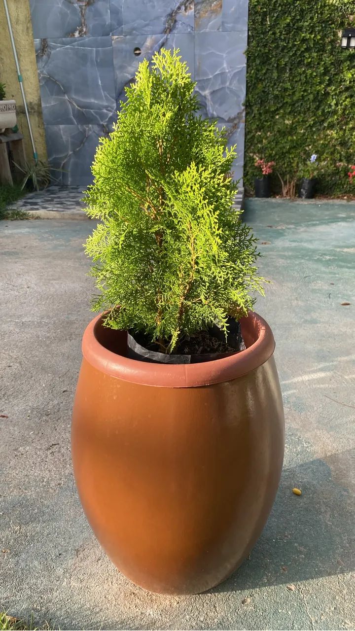 Jarro com planta - Foto 2