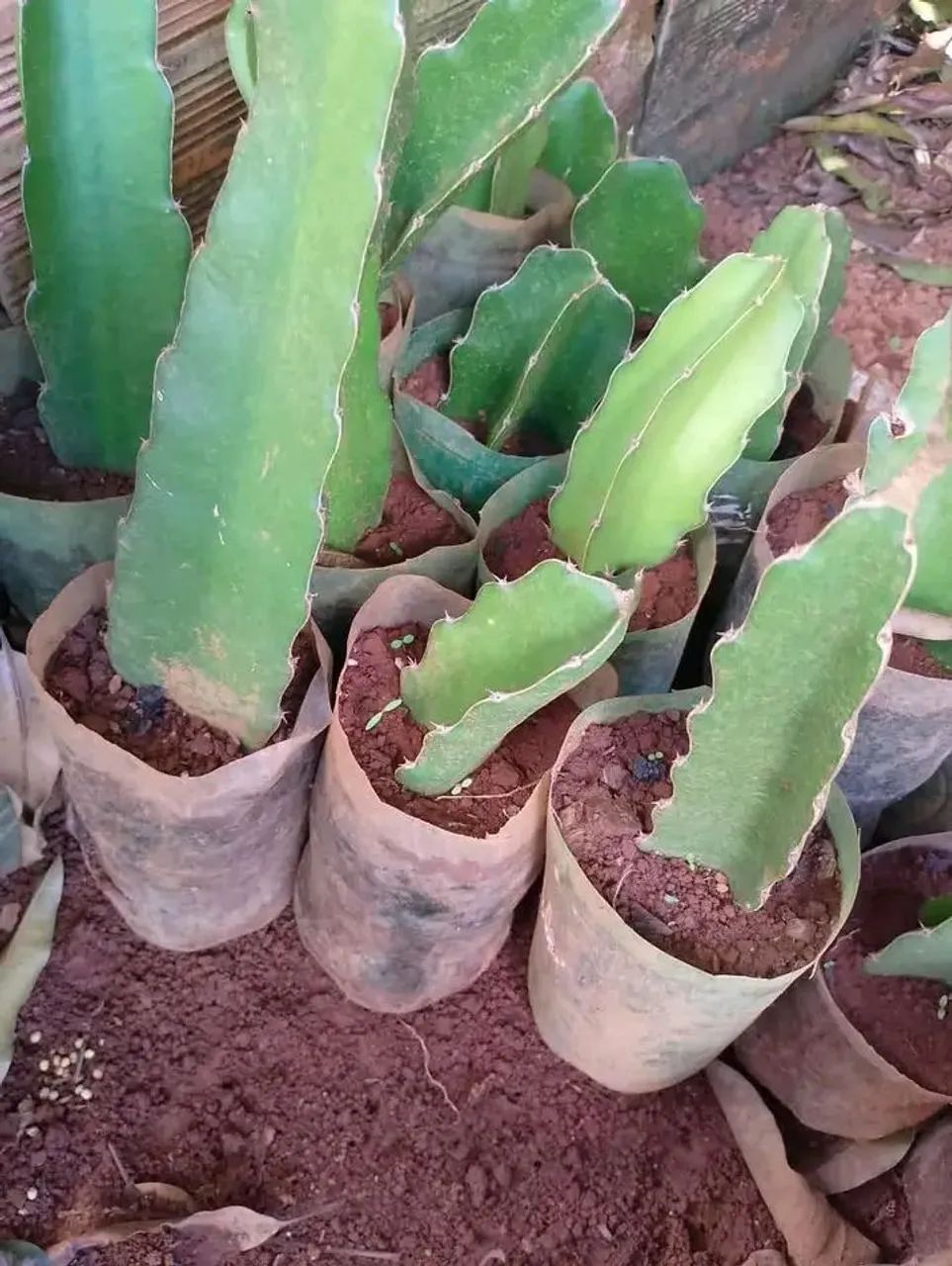 Mudas frutíferas  - Foto 2