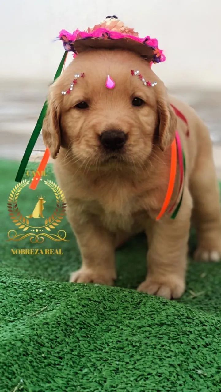 Faz anuncio de "Golden Femea @CanilNobrezaReal" - Foto 4