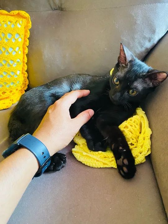 Gatinho Preto Adorável para Adoção