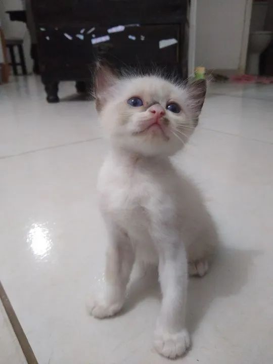 Gatinho Siamês disponível para adoção