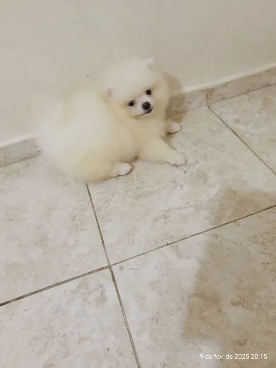 Vendo machinho de Spitz Alemão Com  - Foto 5