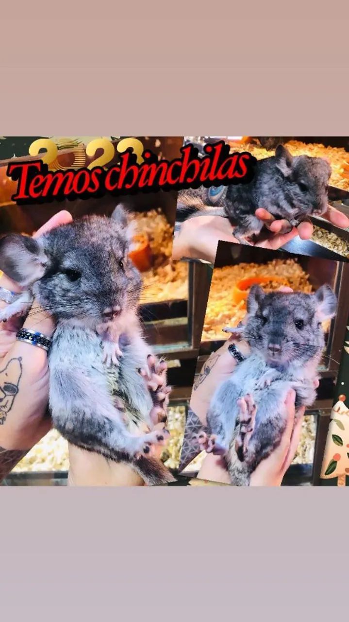 Chinchila Macho e Fêmea  - Foto 3