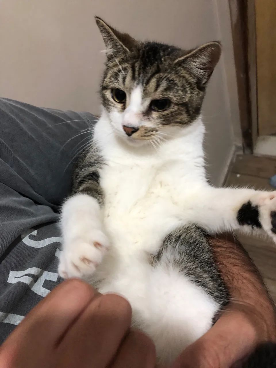 gatinha filhote para adoção - Foto 3