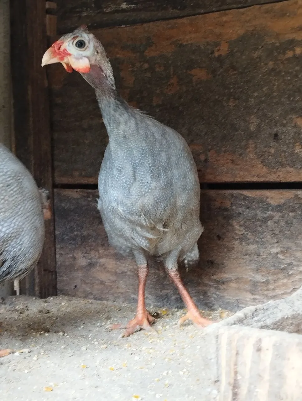 Angola Cinza (macho)