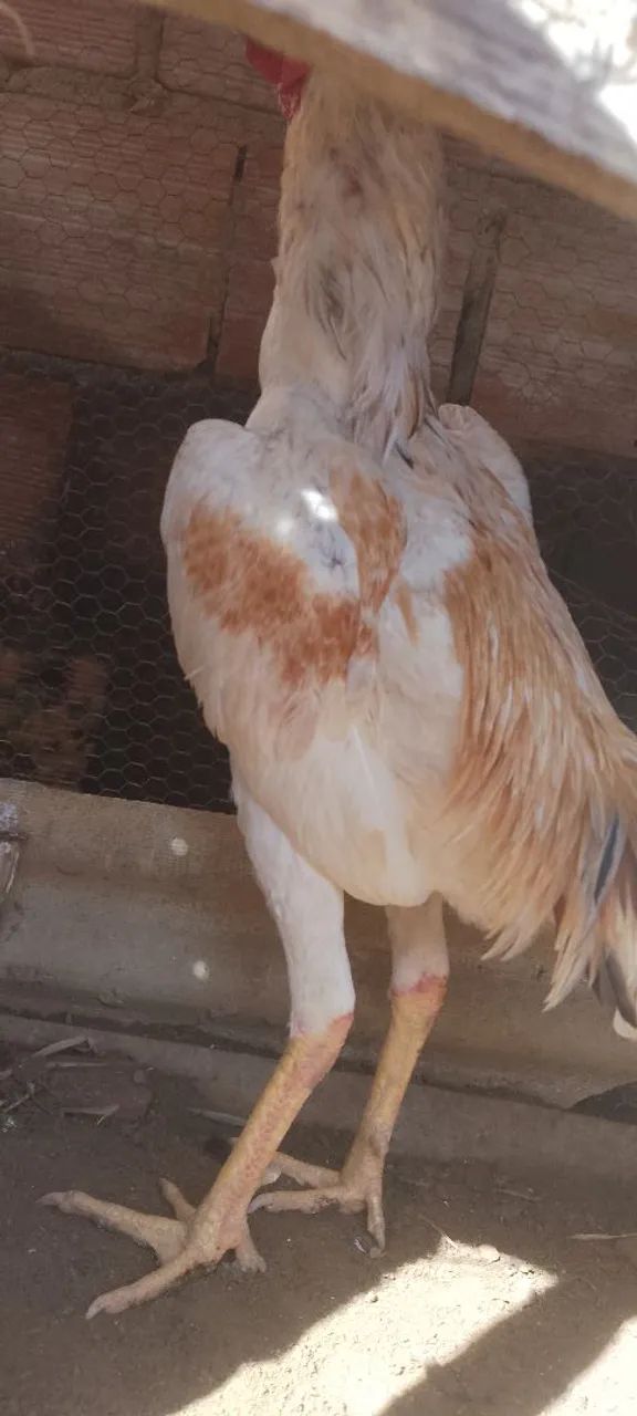 Frango top