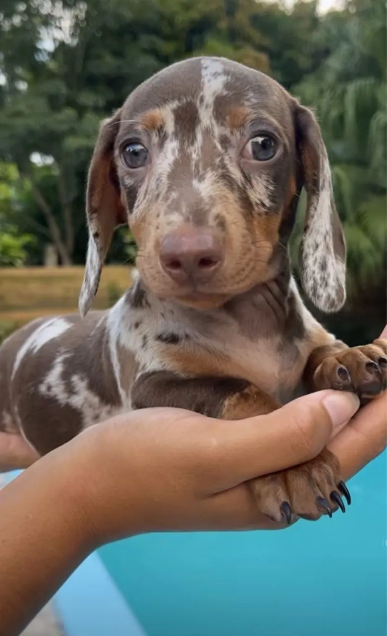 Daschshund Cofap teckel salsixinha 