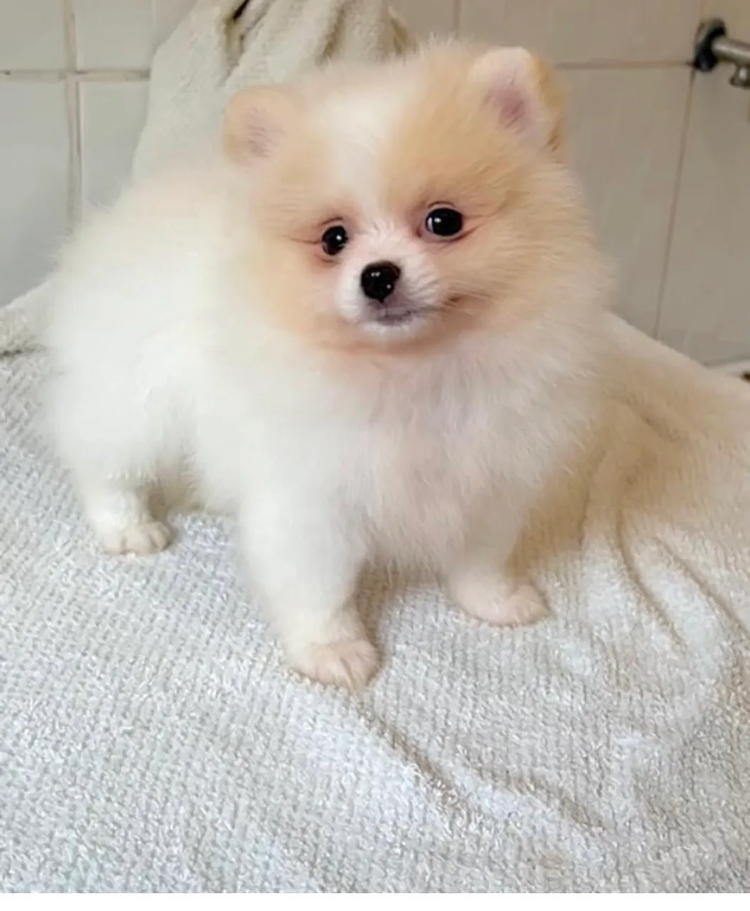 Filhote Lulu da Pomerânia - Uma fofura!
