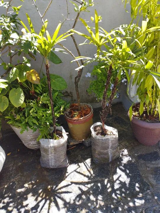 Mudas de coqueiro coco Anão - Foto 6