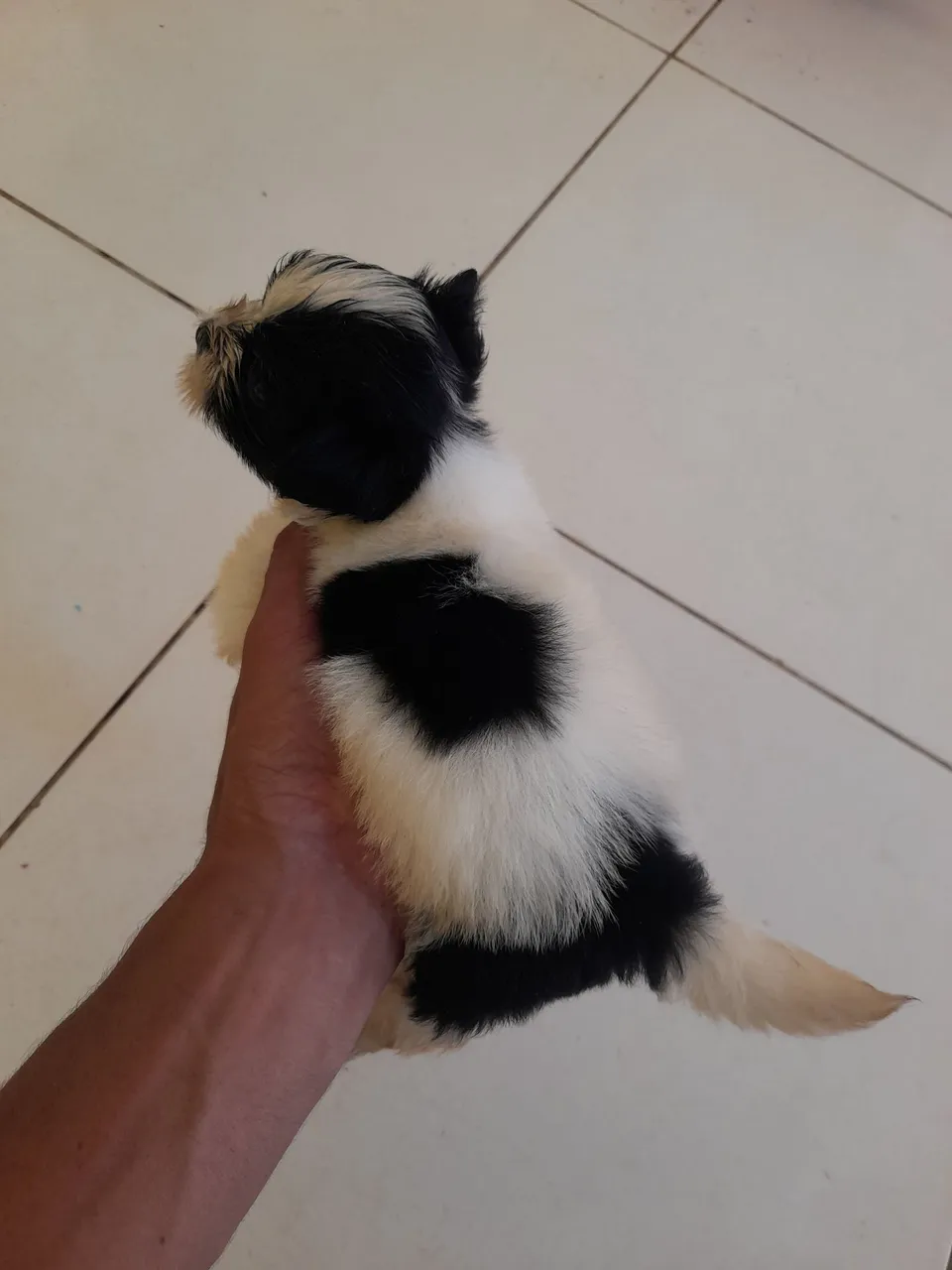 Filhote de shih-tzu