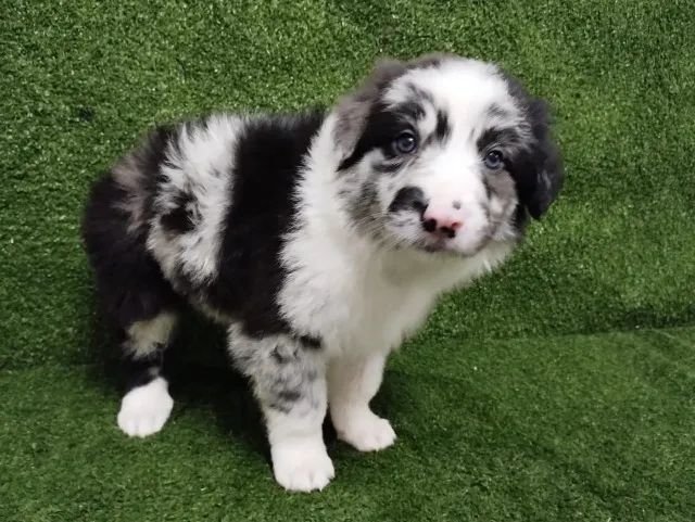 Borde Collie Todas as raças com ganratia total de saude e veterinario gratuito. - Foto 3