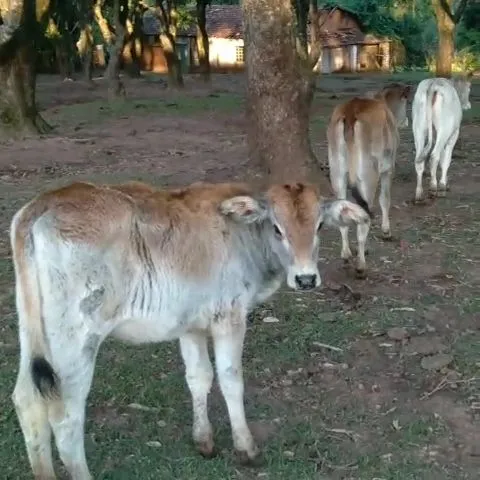 Lote de bezerras á venda.