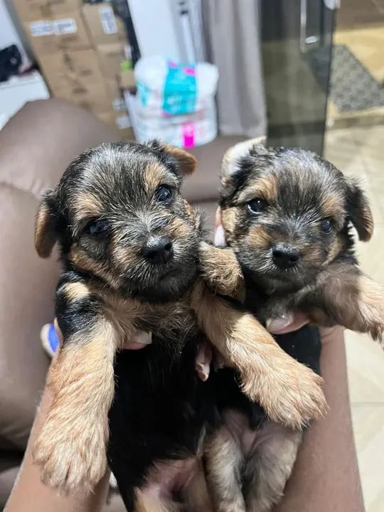 Dois filhotes de Yorkshire Terrier à venda