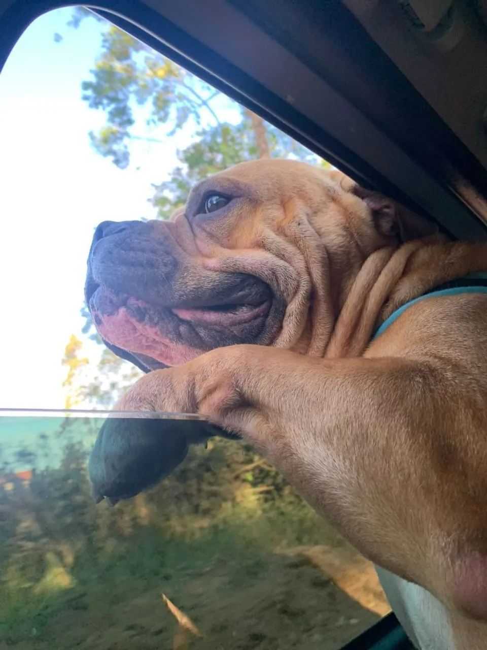 American Bully para Doação.