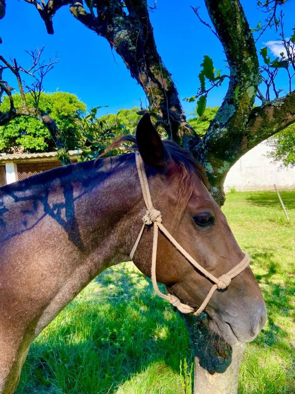 Cavalo pronto de laço!! - Foto 5