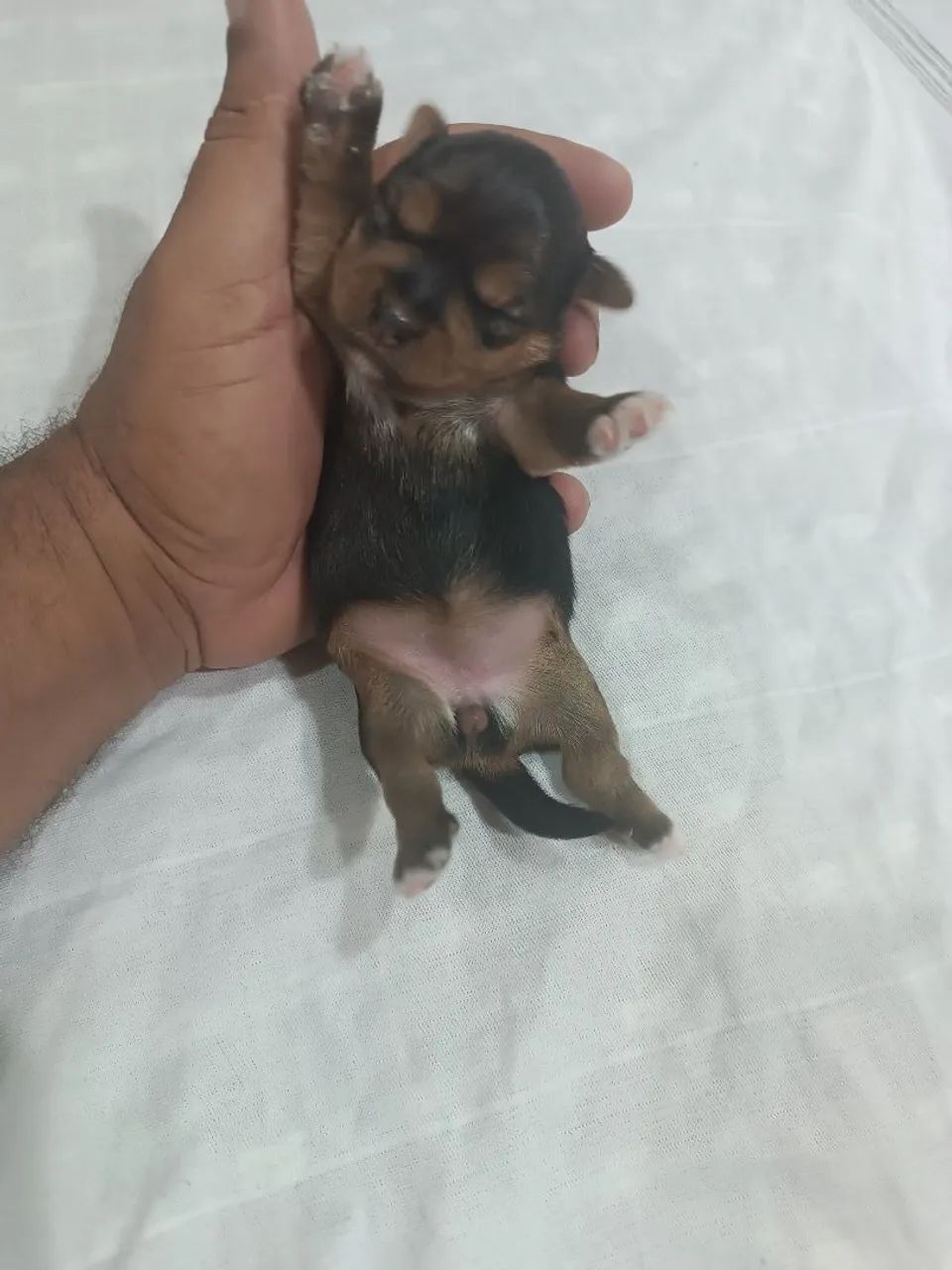 Yorkshire micro legítimo  - Foto 4