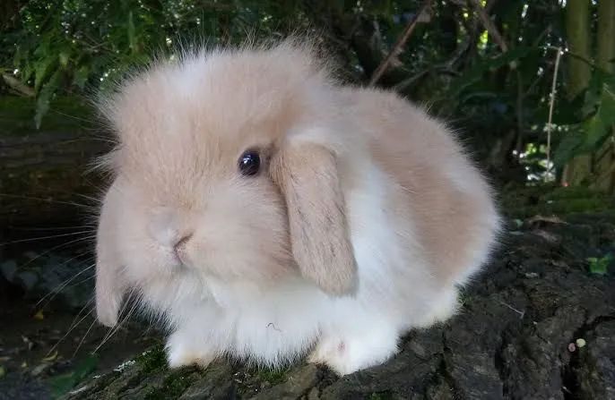 Coelhos e Mini Coelhos  - Foto 6