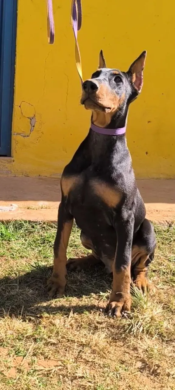 Doberman Macho - Porte Imponente e Lealdade