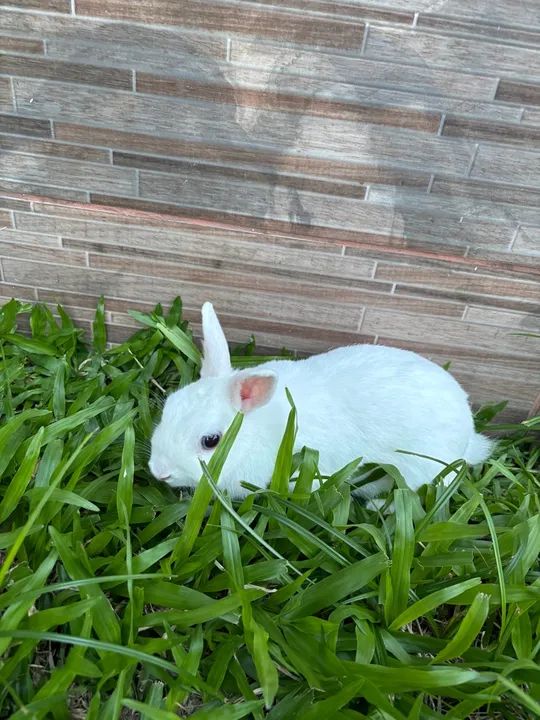 Coelho branco fêmea - Foto 6