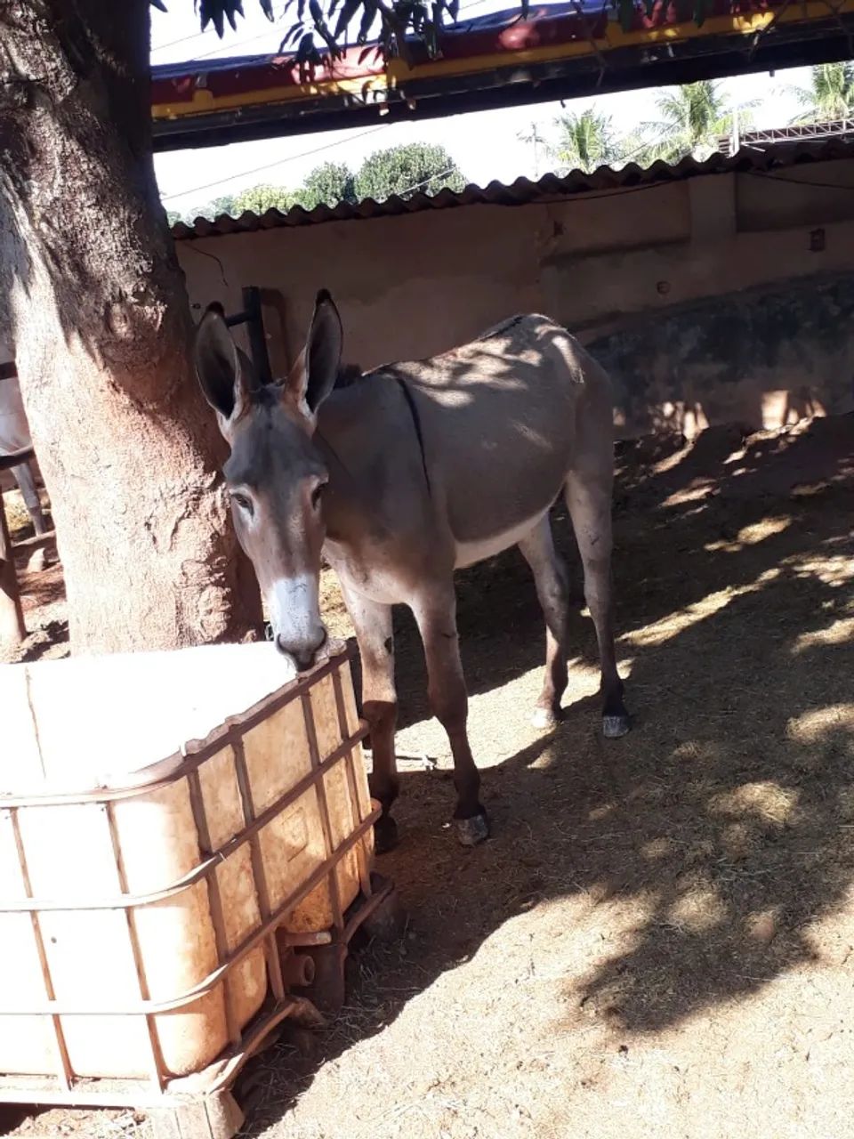 Jumento Pega marcha picada - Foto 3