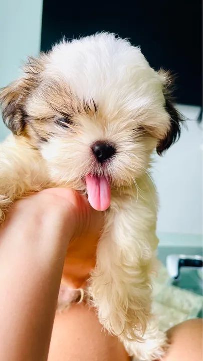 Filhote shih tzu
