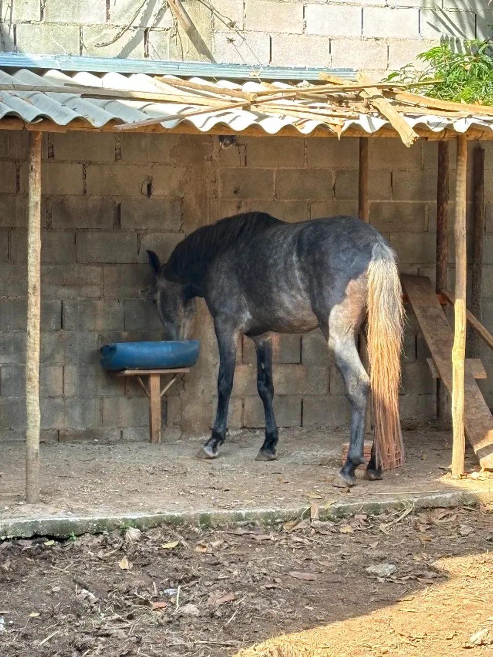 Cavalo Mangalarga Marchador  - Foto 6