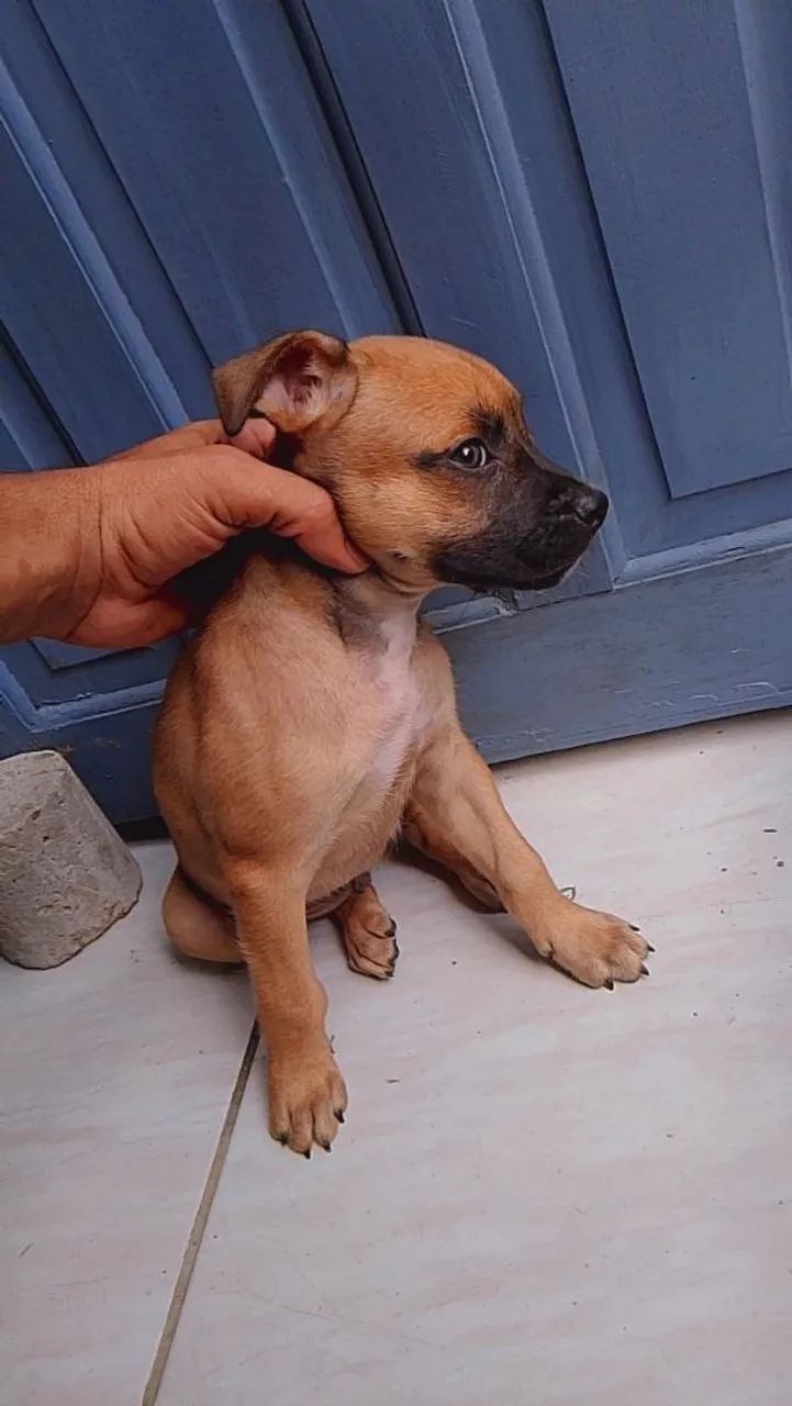 Pitbull tradicional  - Foto 5