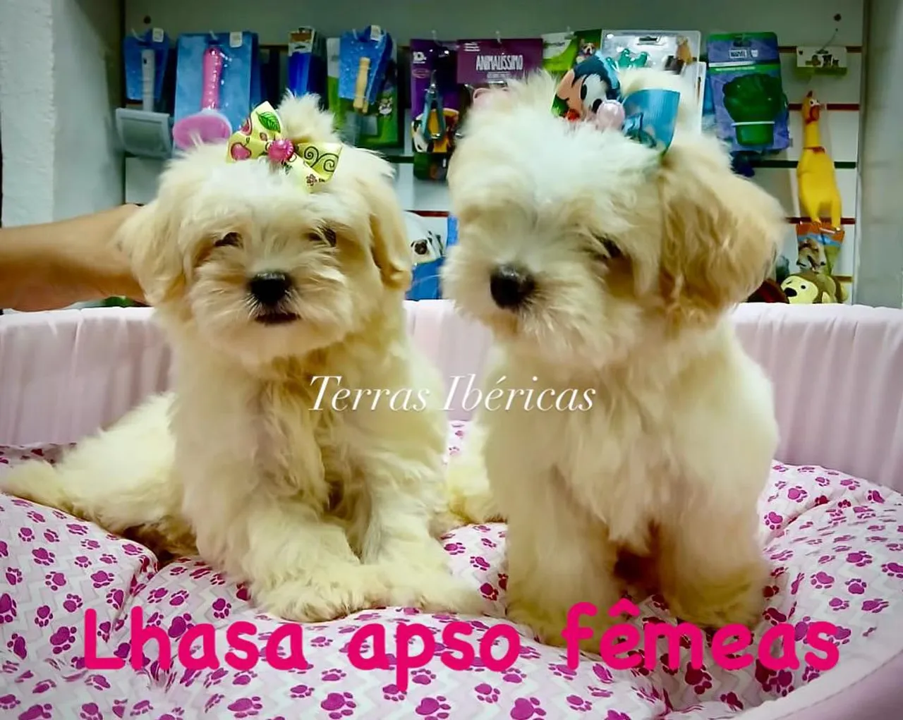 Lhasa Apso Fêmeas - Filhotes Lindos e Carinhosos