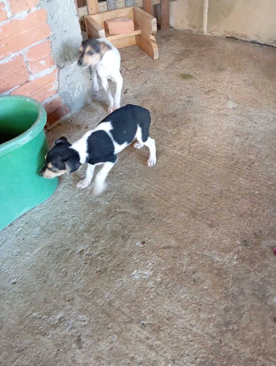 Fox Paulistinha Terrier Brasileiro  - Foto 2