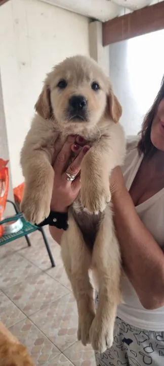 FILHOTES de Golden Retriever 1600 (macho) e 1800 (fêmea) - Foto 3
