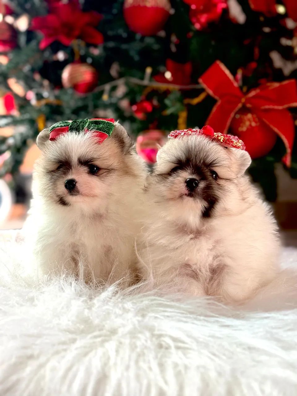 Filhotes de Spitz alemão 