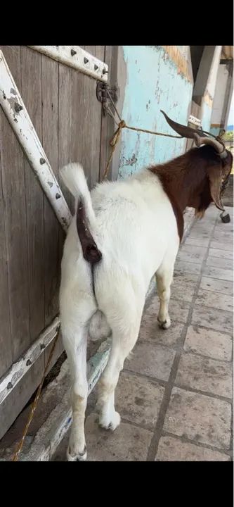 Bode Reprodutor Boer  - Foto 2