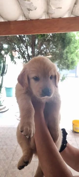 FILHOTES de Golden Retriever 1600 (macho) e 1800 (fêmea) - Foto 2