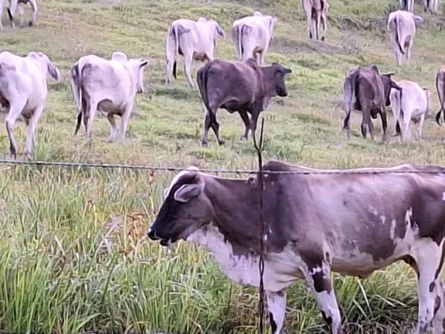 Vendo 65 vacas novas  nelore/ tabapuan ótima genética para criar bezerros média de 14,5@ - Foto 4