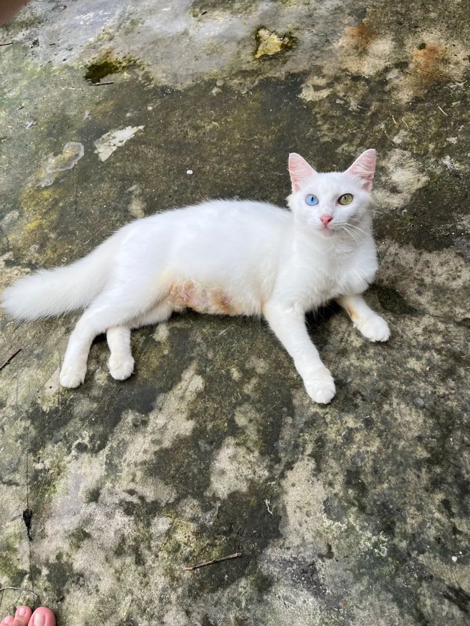 Gata branca de olhos azuis e verdes - Foto 3