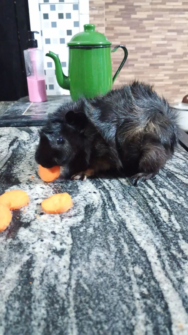 Porquinho da índia - Foto 4