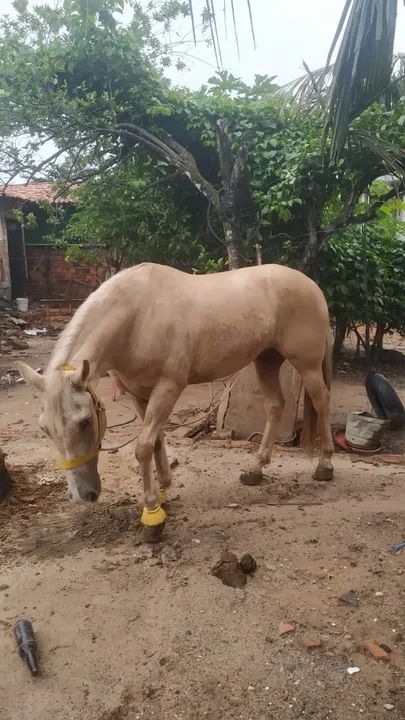 Vendo cavalo quarto de milha 