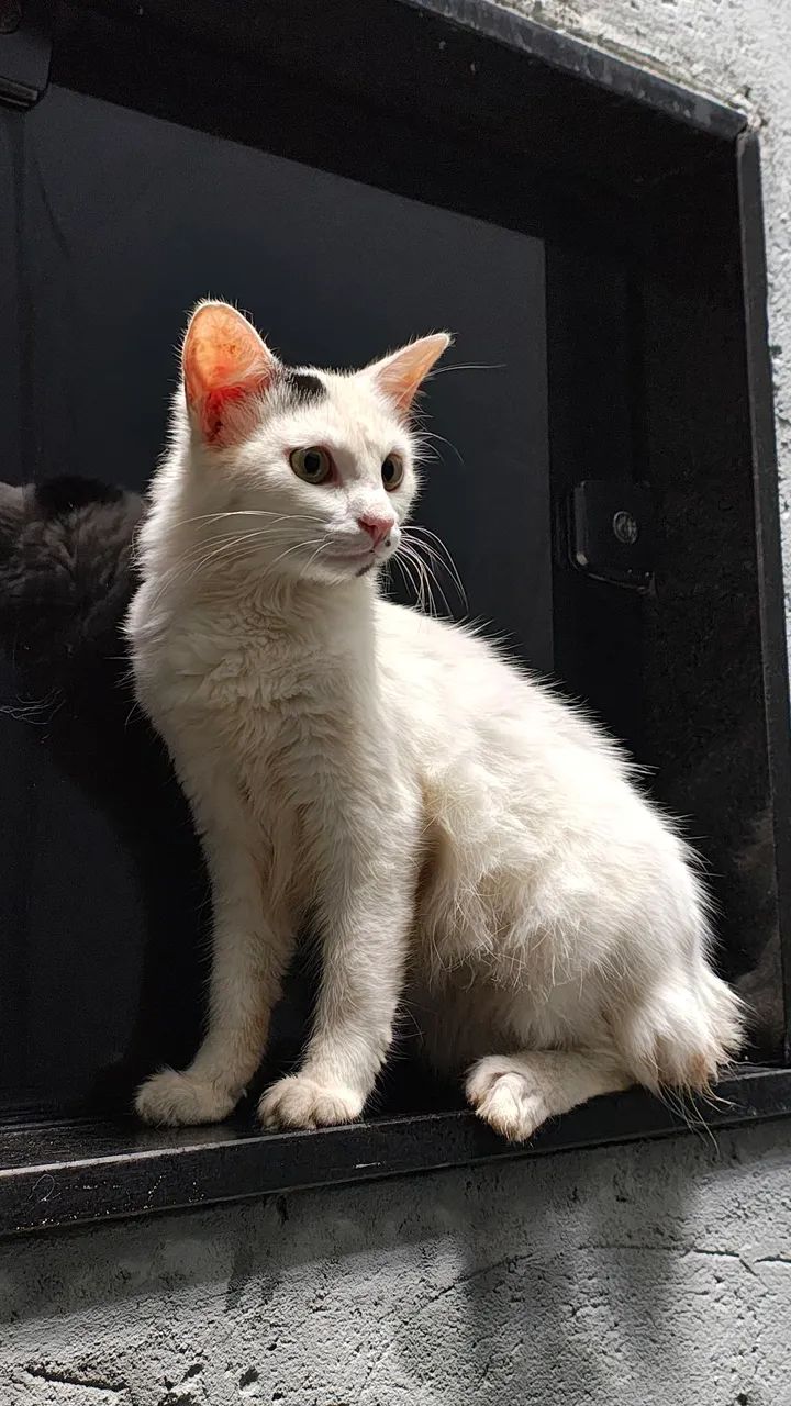 Gatinho branco para adoção - Foto 3