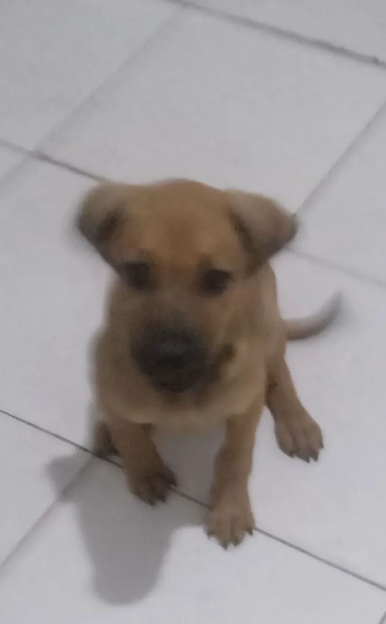 Filhote de cachorro - Foto 2
