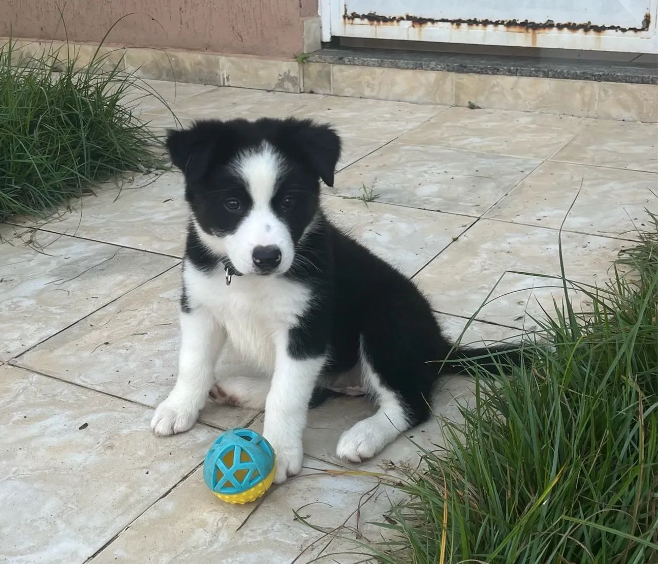 Filhote Border Collie